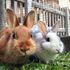Rabbits brought to Britain 1,000 years earlier than thought