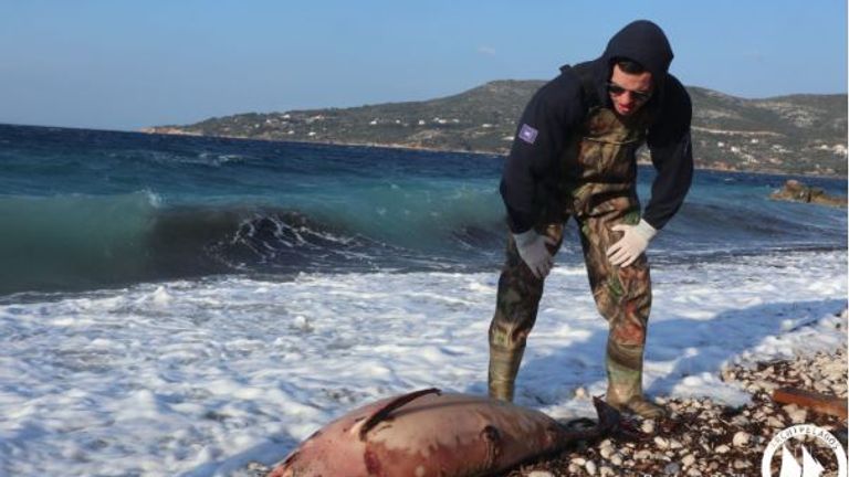Scientists are worried about an increase in dolphin deaths and think it may be the fault of the Turkish Navy. Pic: Archipelagos Institute of Marine Conservation