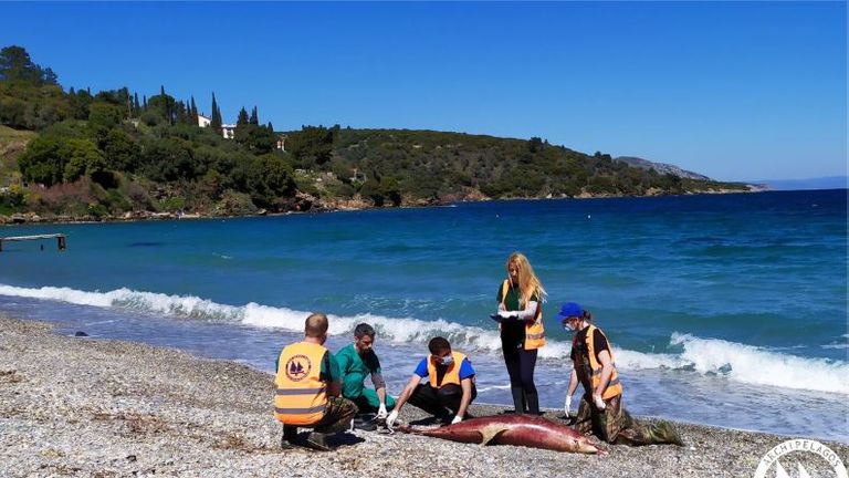 Scientists are worried about an increase in dolphin deaths and think it may be the fault of the Turkish Navy. Pic: Archipelagos Institute of Marine Conservation