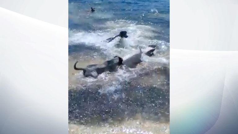 The dogs surrounded one shark. Pic: Magnus News/Greg MacKinnon