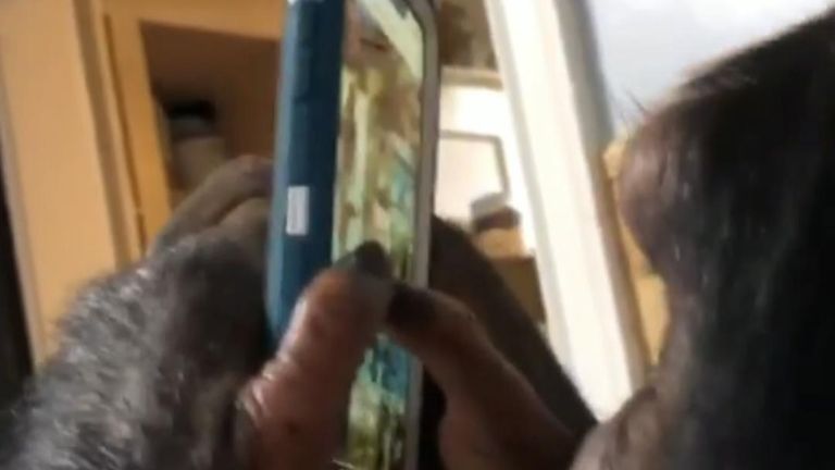 Chimp enjoys scrolling through Instagram