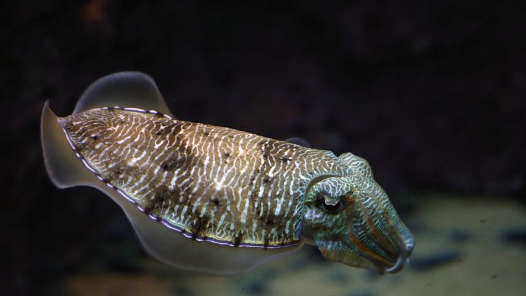 A cuttlefish swims in an aquarium at the Scientific Center of Kuwait on March 20, 2016, in Kuwait City. / AFP / YASSER AL-ZAYYAT (Photo credit should read YASSER AL-ZAYYAT/AFP/Getty Images)

