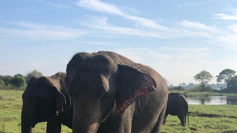 Daniel and Amelie saw elephants on their trip to Sri Lanka