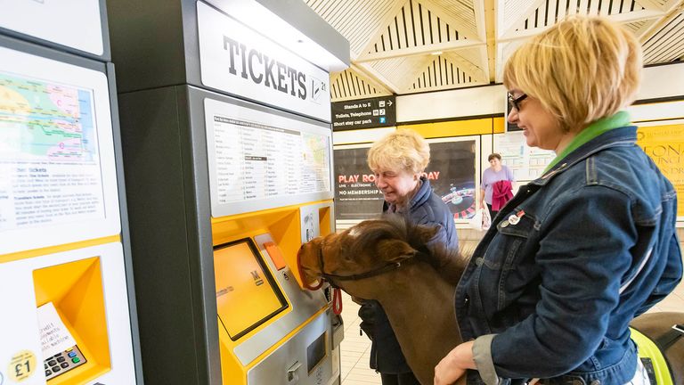 Digby, Britain&#39;s first ever guide horse during a special training day hosted by Tyne and Wear Metro staff
