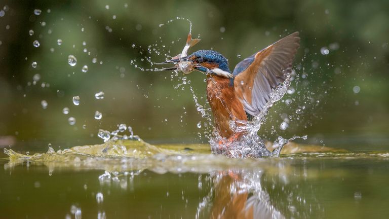 Kingfisher rising from the water in Suffolk, England