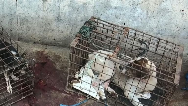 DOG MEAT INDONESIA
