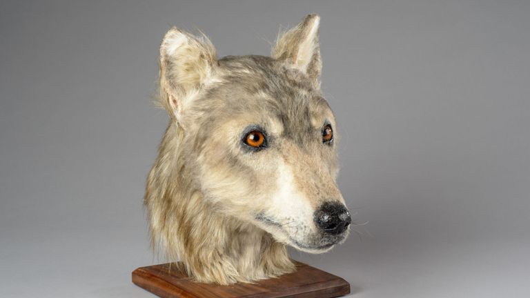 A model made from the skull of a dog found in an ancient mound on Orkney
