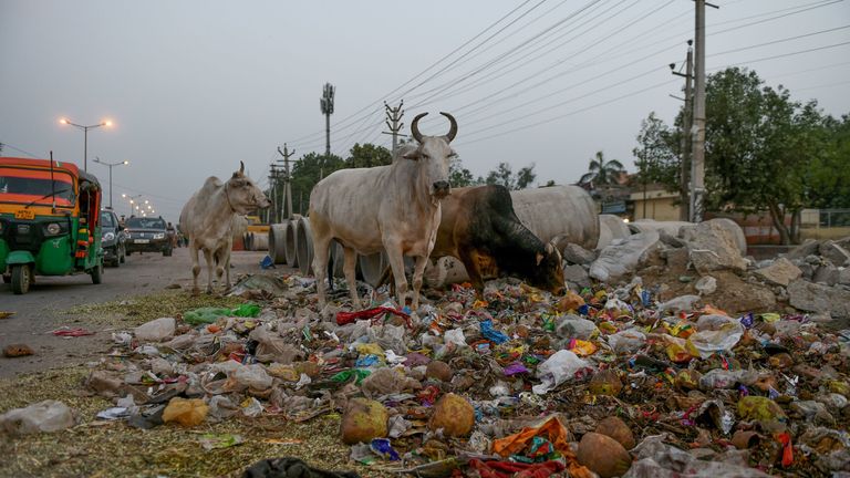Bulls feed on garbage on a roadside in Faridabad, India
