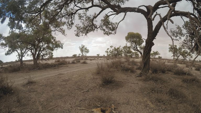 The carcass of a kangaroo on March 06, 2019 in Wilcannia, Australia