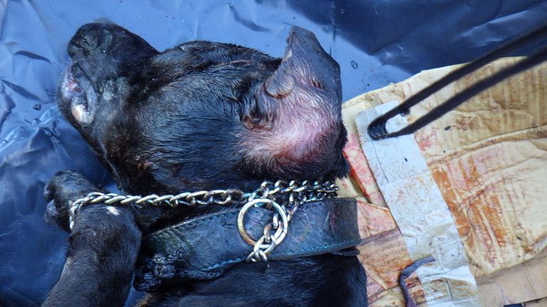 A dog was found stabbed in the head and stuffed in a suitcase in Halifax