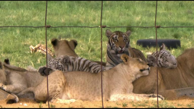 Tigers and lions are pictured together as their captors breed them together. Pic: Lord Ashcroft