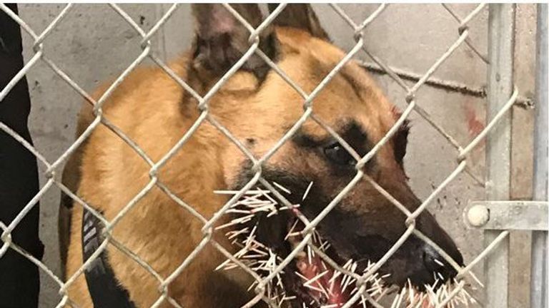 Odin was struck with more than 200 porcupine quills. Pic: Coo County Sheriff&#39;s Office