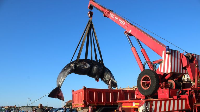 The animal was winched away so that experts could determine its cause of death. Pic: SEAME Sardinia