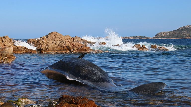The pregnant sperm whale washed-up in shallow water. Pic: SEAME Sardinia