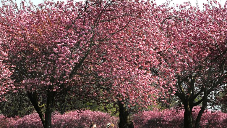 People have a picnic underneath the cherry blossom in The Meadows, Edinburgh