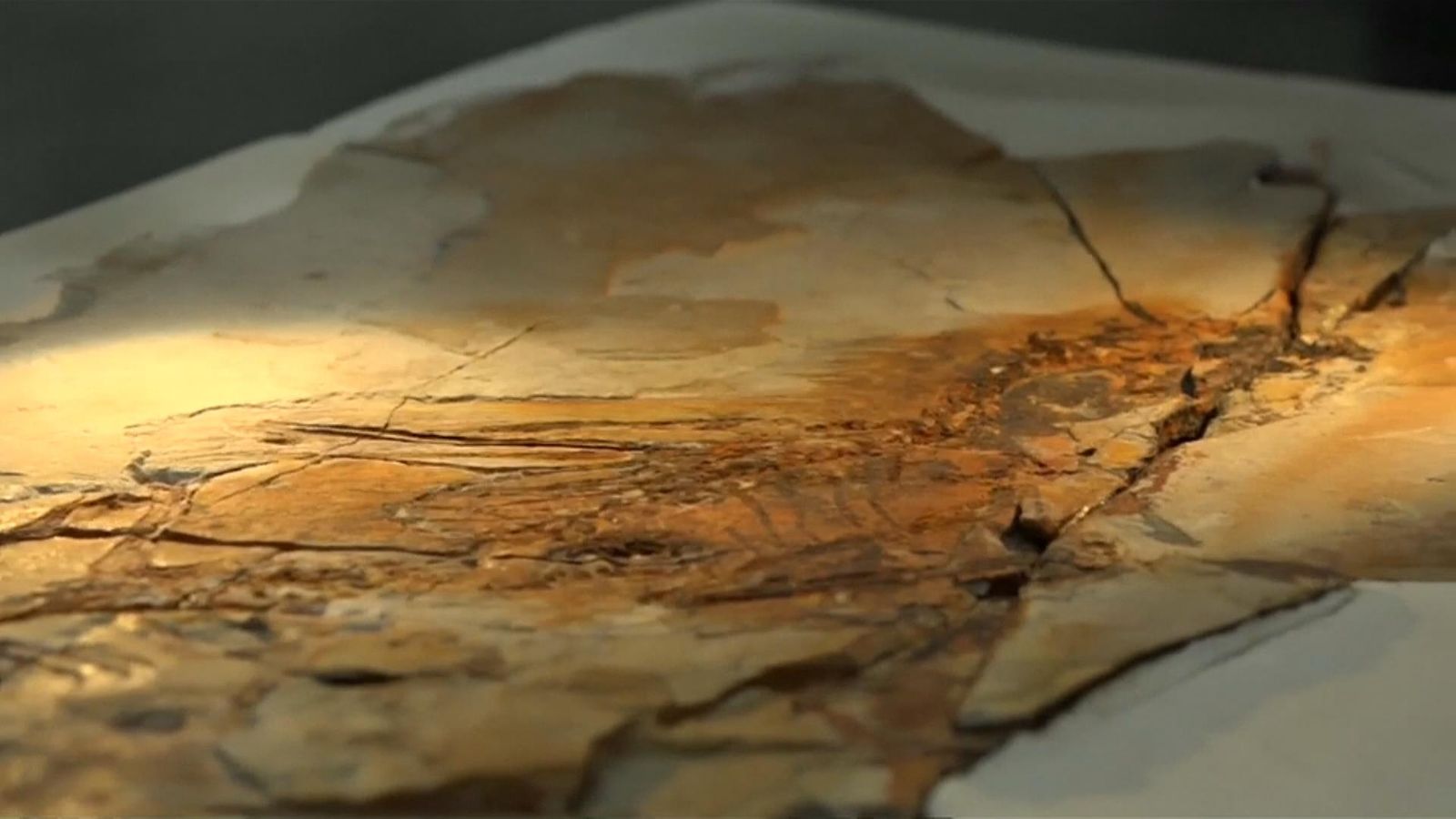 Newly discovered flying dinosaur evolved batlike wings to climb trees