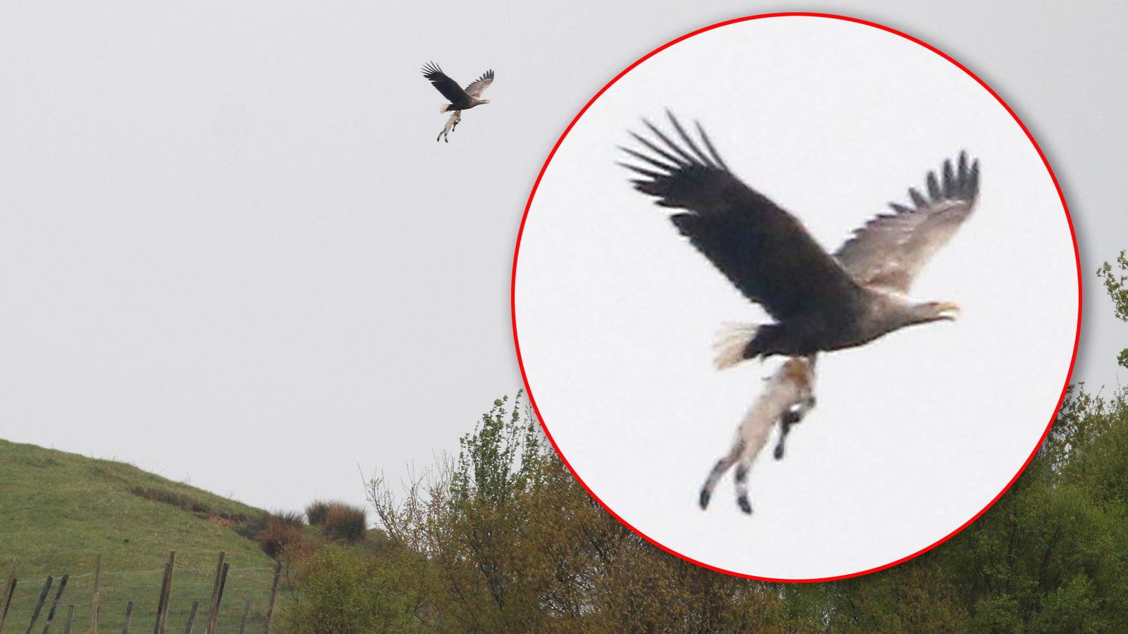 White Tailed Eagles in Dorset, and MP Chris Loder’s odd tweets