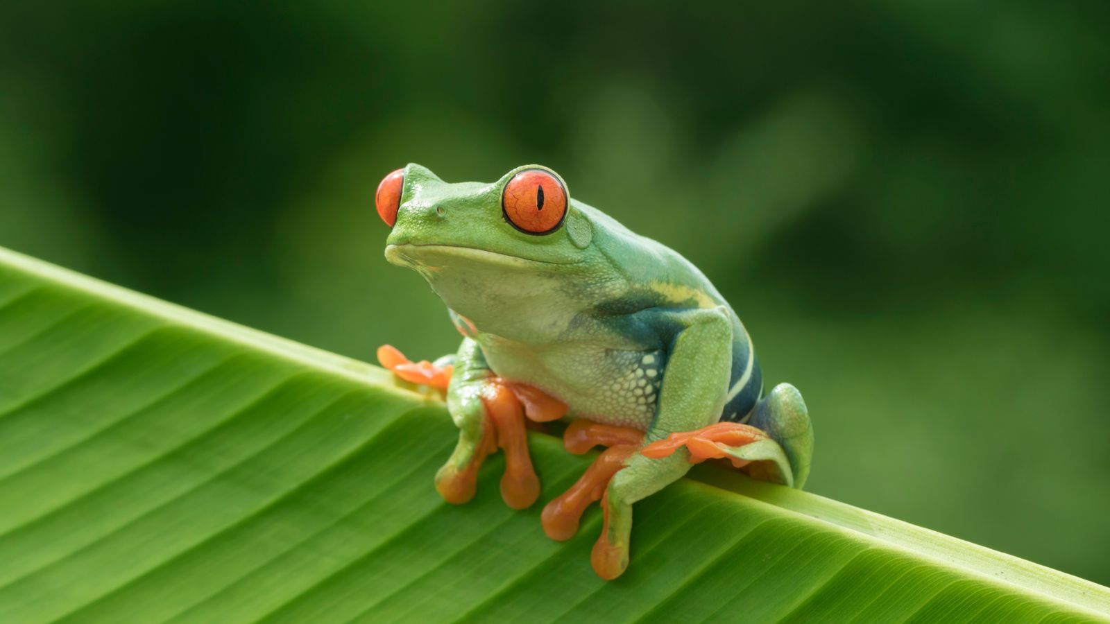 Tree frog from Costa Rica found in bananas at UK Lidl | UK News | Sky News