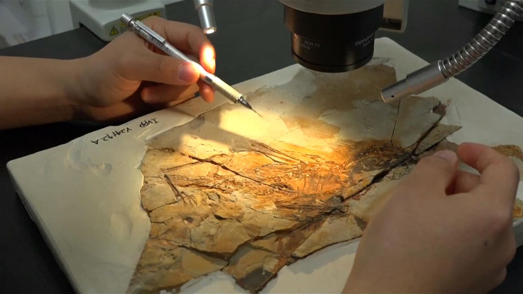 Newly discovered flying dinosaur evolved batlike wings to climb trees