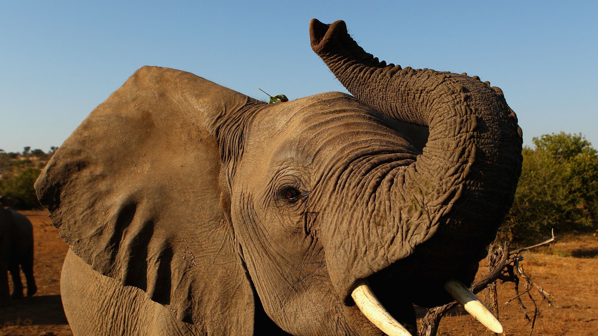 Elephant hunting ban lifted in Botswana | World News | Sky News