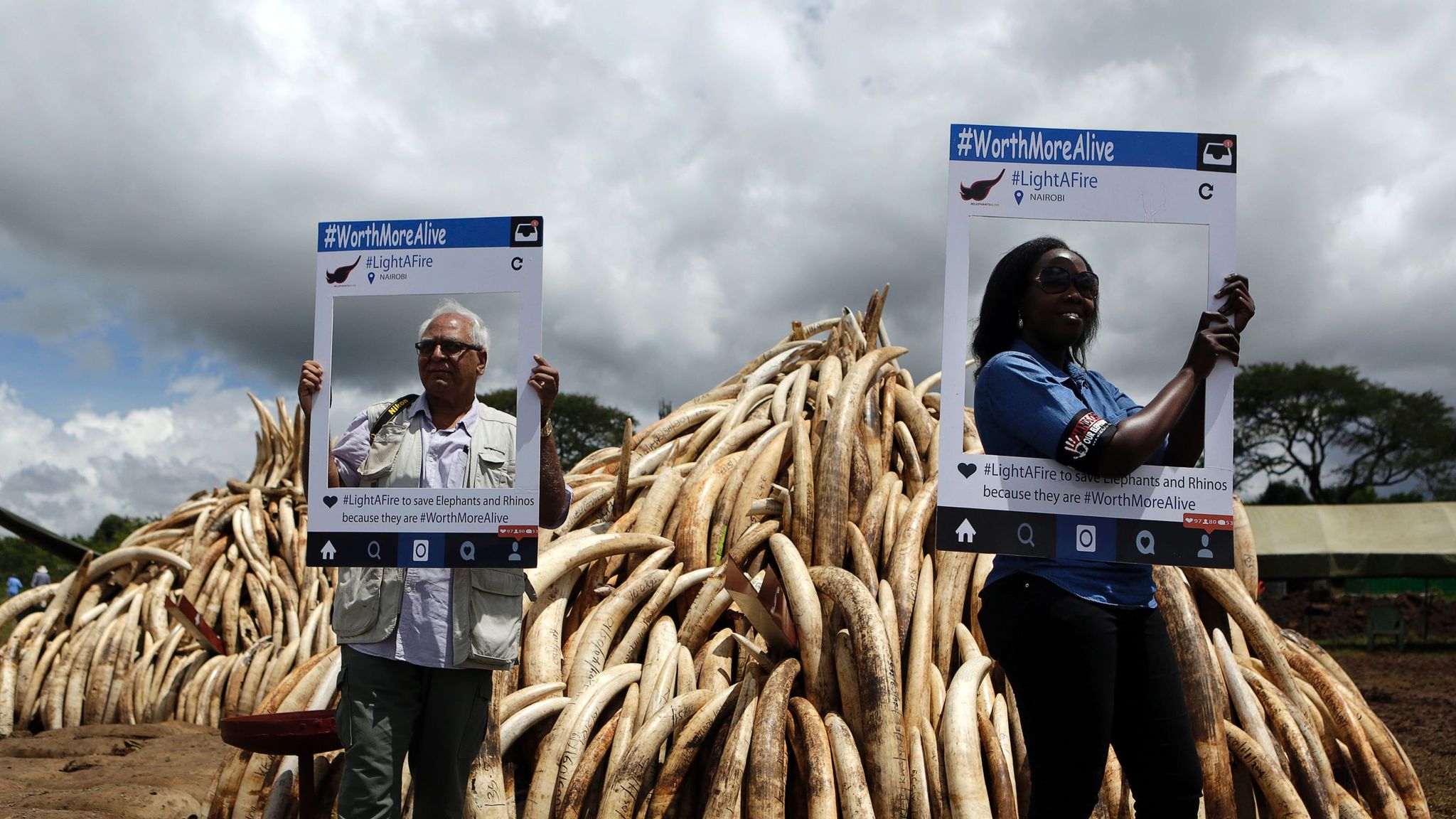 Political corruption and Chinese demand for ivory killing elephants study Science & Tech