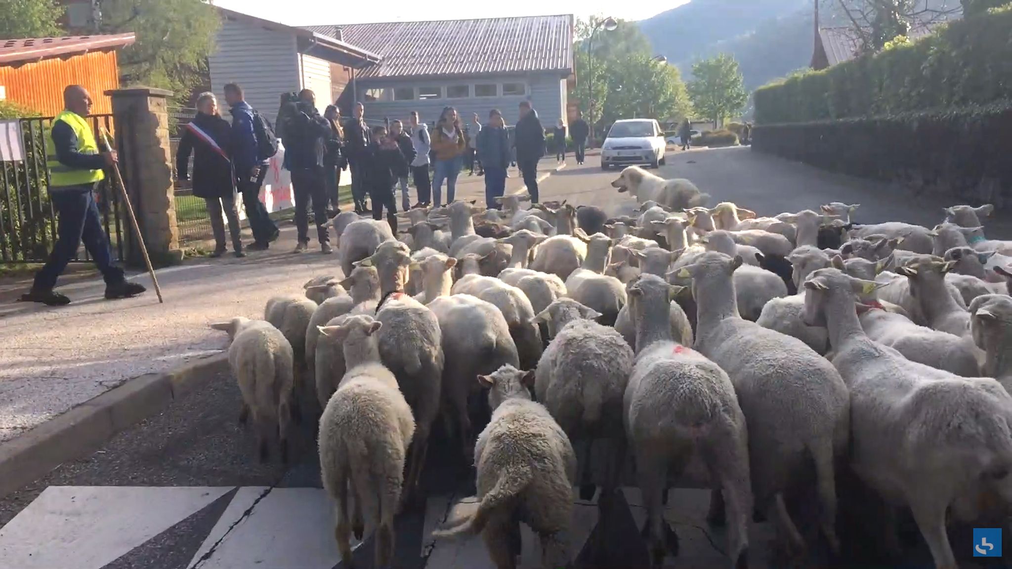 Sheep registered as pupils in bid to save classes at French Alps primary  school | Offbeat News | Sky News