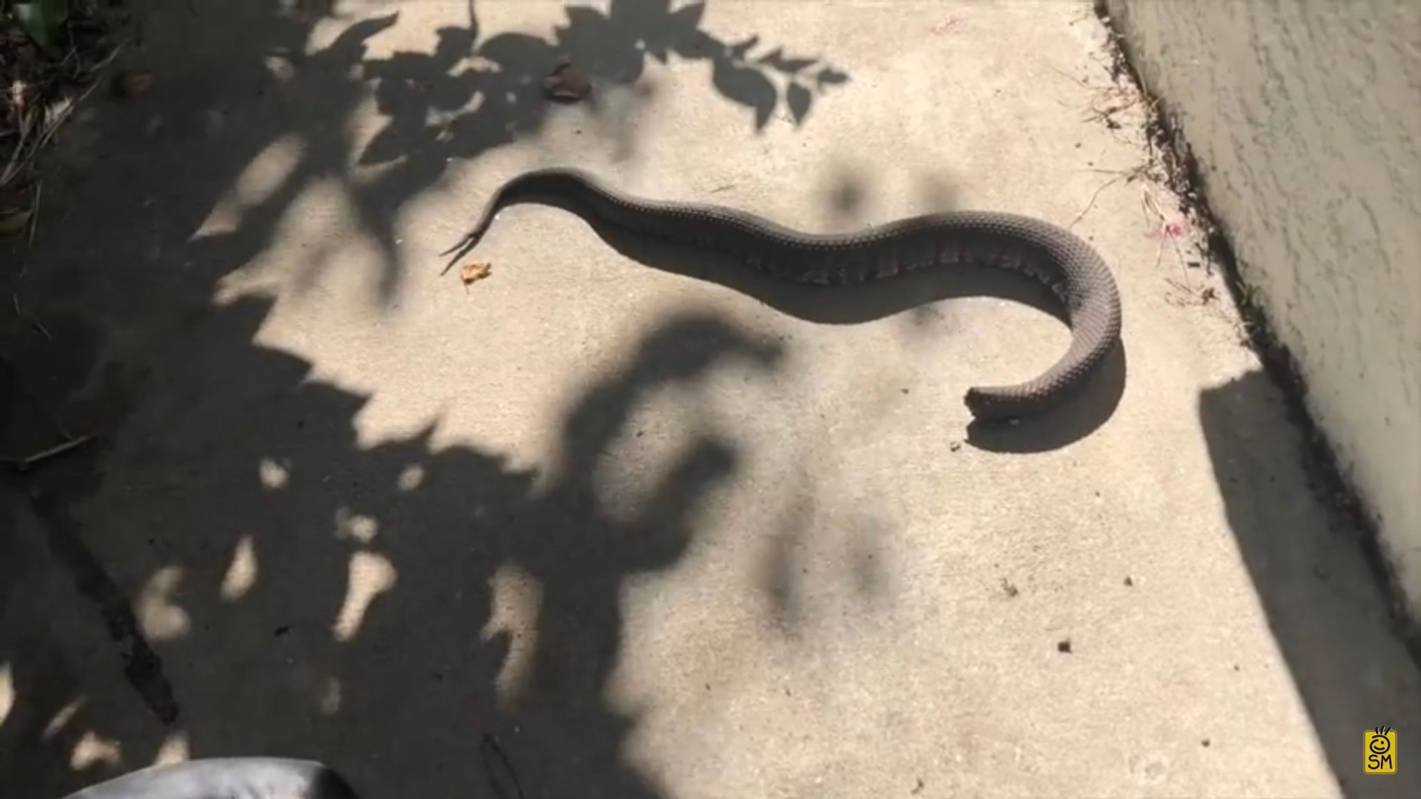 I was bitten by a deadly snake antivenom saved my life World News Sky News