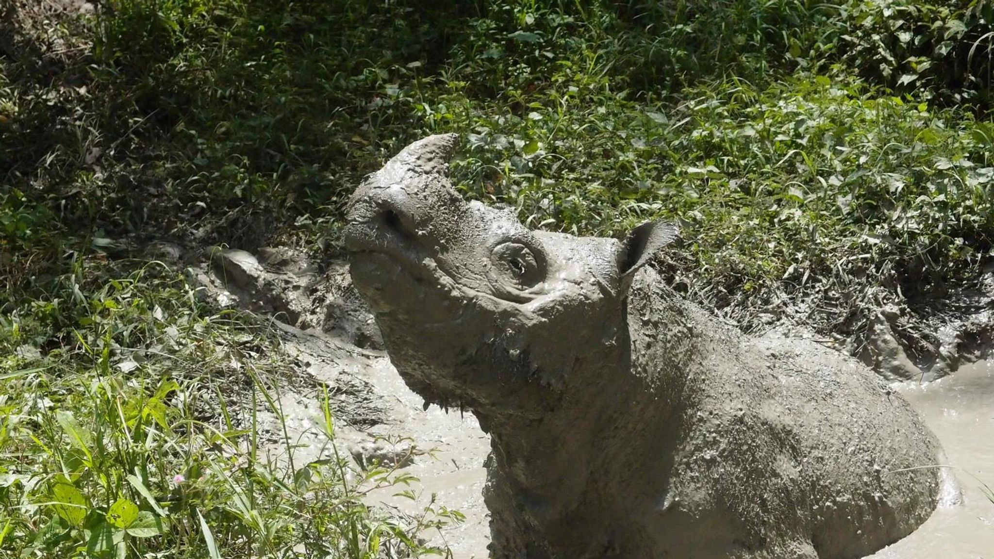 Last male Sumatran rhino in Malaysia dies after efforts to save species