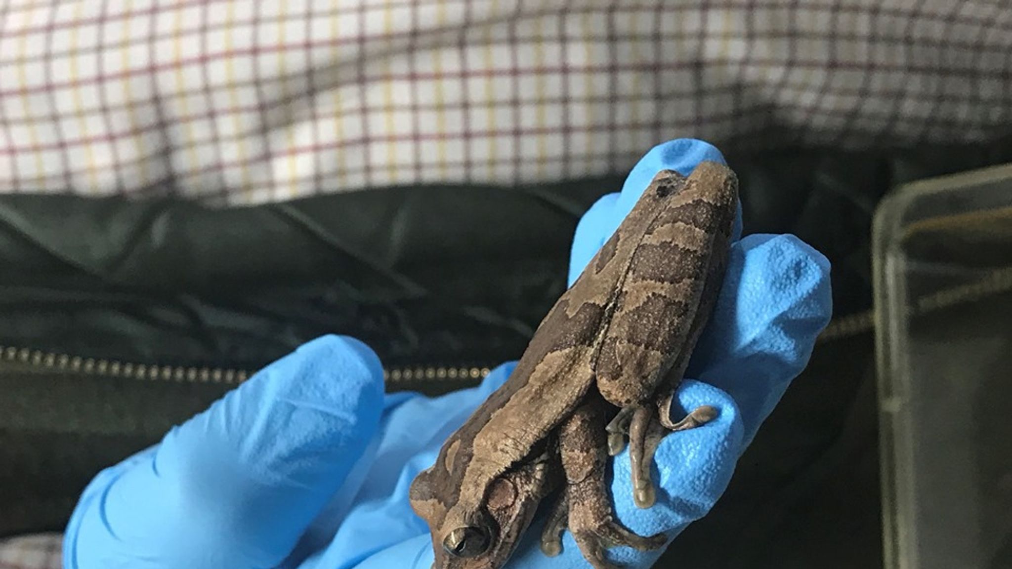 Tiny tree frog found in bananas 4,000 miles from home