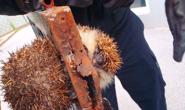 Firefighters in Austria rescue hefty hedgehog wedged in gate