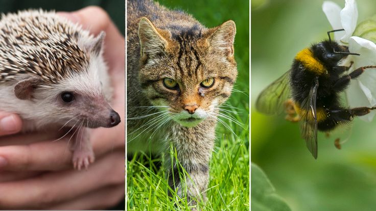 Hedgehogs, wildcats and bees are among the UK&#39;s most endangered species