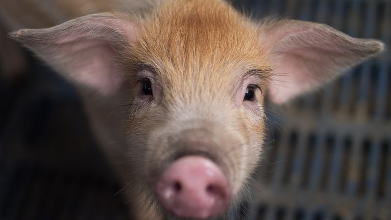 An outbreak of African swine fever has led to 20% drop in pig population in China for 2019