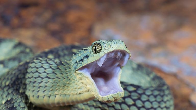 Bush vipers are found in sub-Saharan Africa