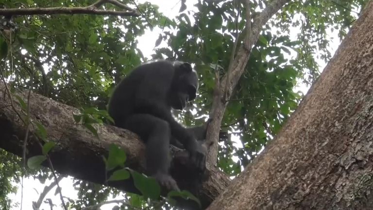 Lethal chimpanzee attacks on gorillas observed for first time