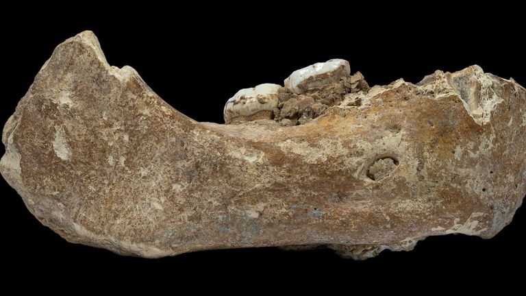 The Denisovan fossil jawbone found in Baishiya Karst Cave 