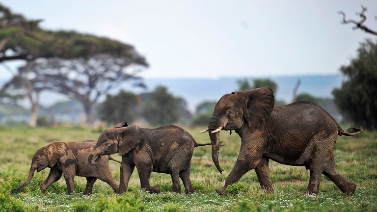Picture taken on December 30, 2012 shows elephants calves playing at the Amboseli game reserve, approximately 250 kilometres south of Nairobi. Drawing to its close today, this year 2012, according to the International Fund for Animal Welfare, IFAW, stands out as the ''annus horriblis'' (Latin for 'year of horrors') for the World's largest land mammal with statistics standing at 34 tonnes of poached ivory having been seized, marking the biggest ever total of confiscated ivory in a single year, ou