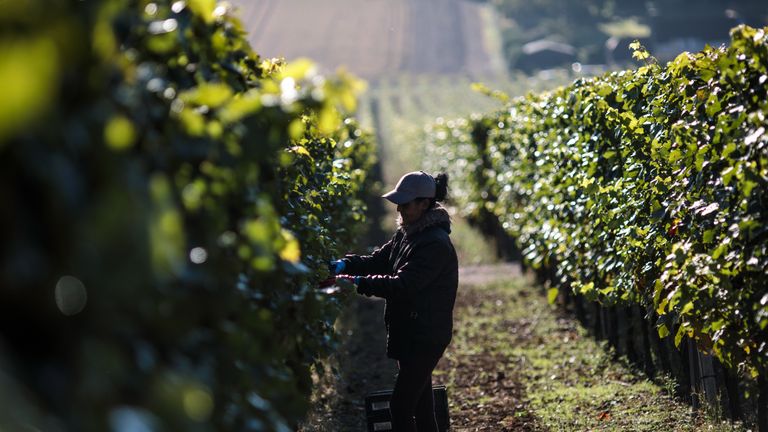 Migrant workers harvest Chardonnay grapes at the Hambledon Vineyard harvest on October 3, 2018 in Hambledon, United Kingdom.