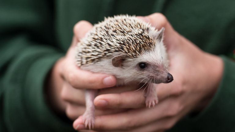 More than half of rural hedgehogs and a third from towns and cities have been lost since 2008, it is estimated