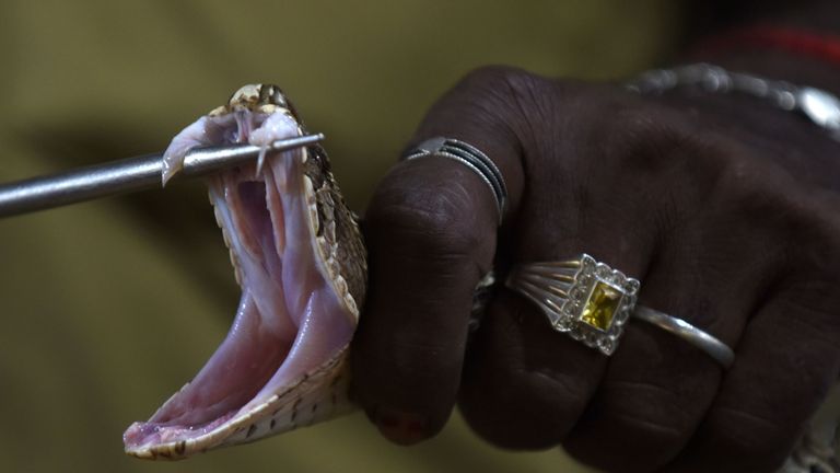 An Indian snake catcher holds open the jaws of a venomous Russell&#39;s viper