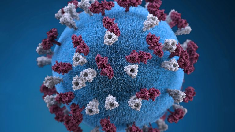 The measles virus