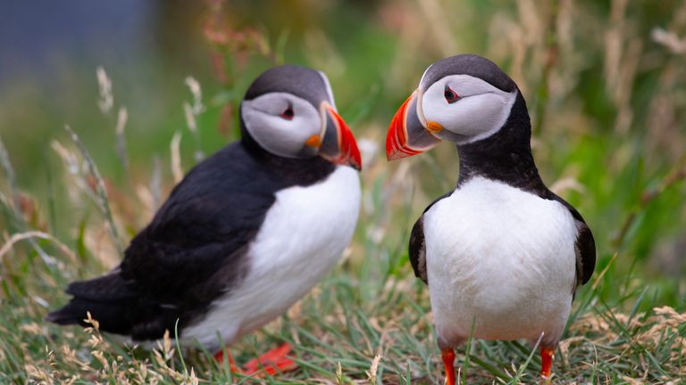 Puffins are globally listed as vulnerable to extinction