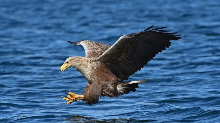 Sea eagles have wing spans of up to eight feet. File pic