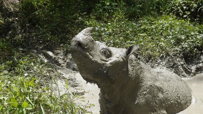 Tam the Sumatran rhino