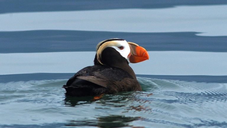 Tufted puffins are a common seabird spotted along the Alaskan coastline
