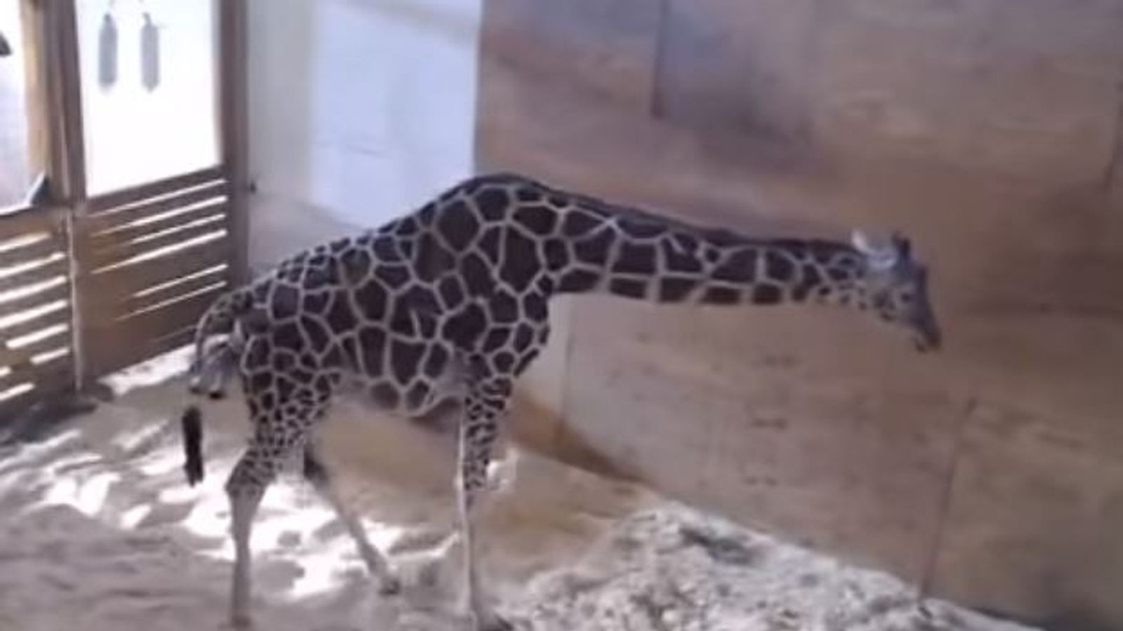 April The Giraffe Is Being Put On Birth Control After Two Viral Livestreamed Births Us News Sky News