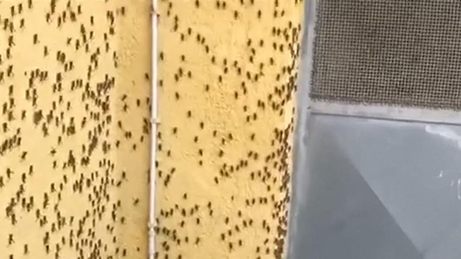 Locusts swarm a property in Sardinia in worst blight for 70 years ...