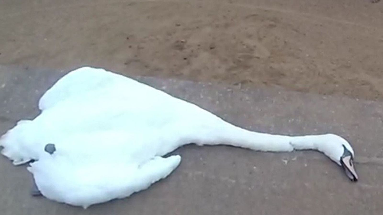 RSPCA appeals for witnesses after woman strangles swan to death in park