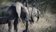 Elephants are pictured, on May 9, 2015 at Halali in Etosha park. AFP PHOTO / MARTIN BUREAU        (Photo credit should read MARTIN BUREAU/AFP/Getty Images)