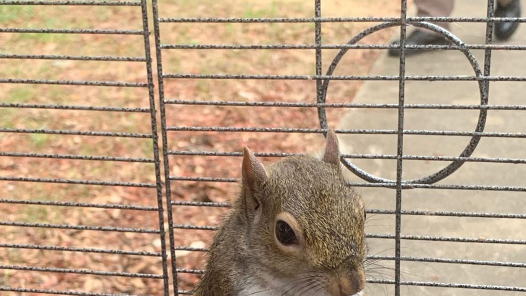 Alabama Man Denies Keeping 'methed-out Attack Squirrel' As A Pet In ...