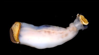 Scientists discover rock-eating worm that excretes sand | World News ...